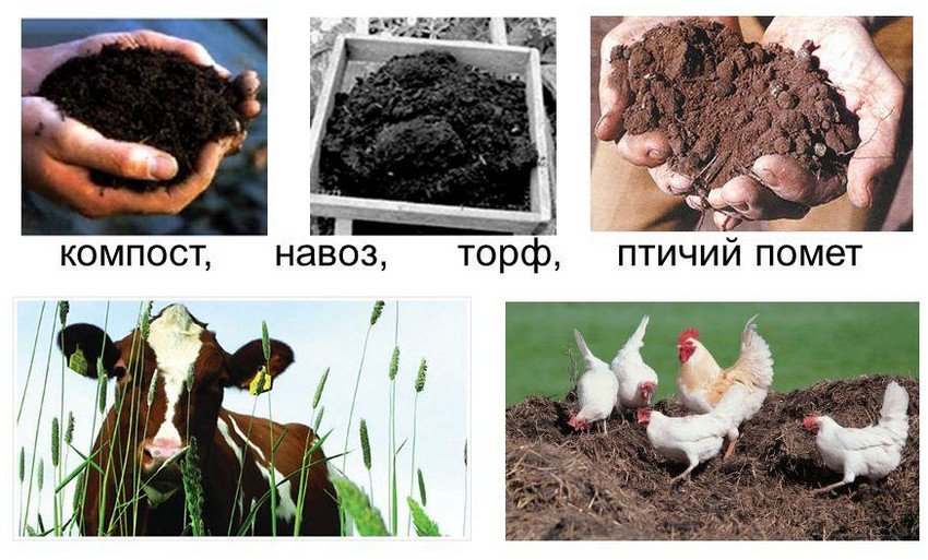 чем подкормить виноград в июне на урале. Смотреть фото чем подкормить виноград в июне на урале. Смотреть картинку чем подкормить виноград в июне на урале. Картинка про чем подкормить виноград в июне на урале. Фото чем подкормить виноград в июне на урале