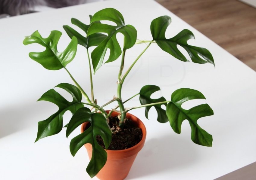 Monstera minima Monstera minima