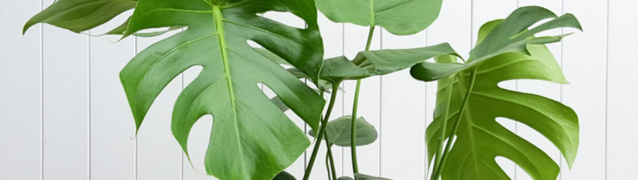 Невеликий декоративний рослинний вид проданий за 8 тисяч доларів