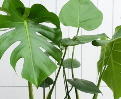 Невеликий декоративний рослинний вид проданий за 8 тисяч доларів