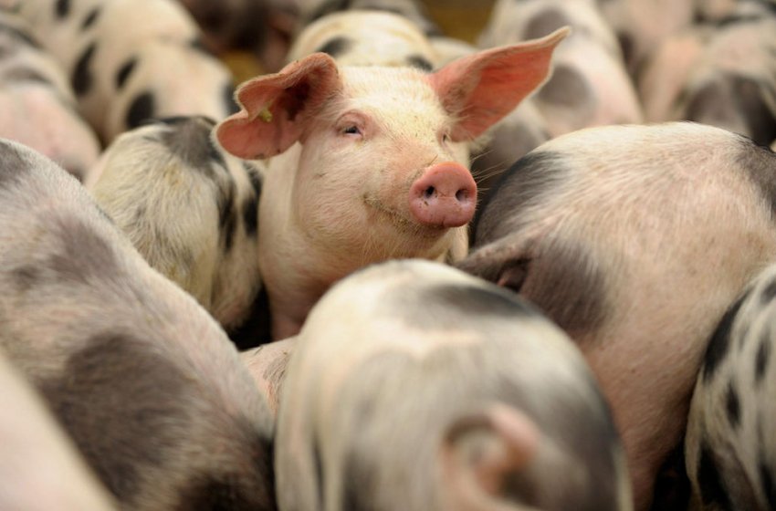 Свиноводство Китаю Свиноводство Китаю