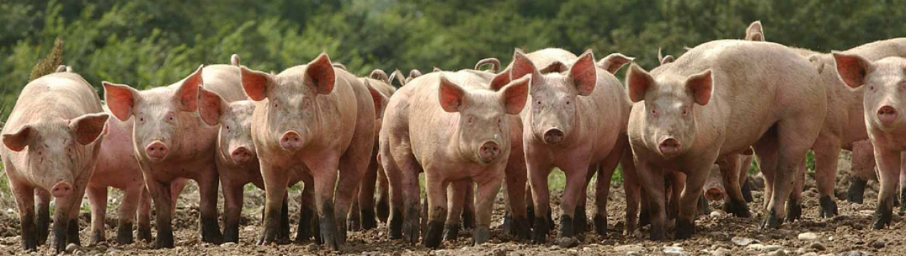 Китай планує самообслуговування свининою, яловичиною та молочними продуктами