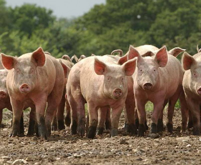 Китай планує самообслуговування свининою, яловичиною та молочними продуктами