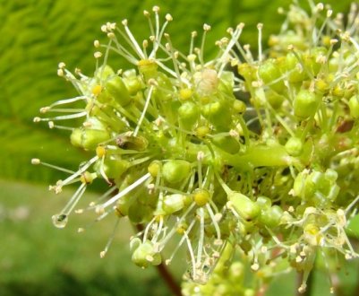 Чим обробити виноград у період цвітіння