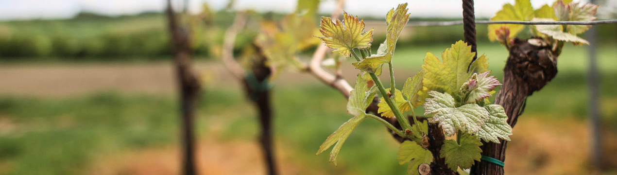 Весняна обробка винограду бордоською сумішшю