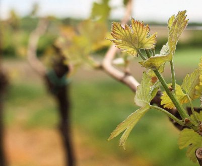 Весняна обробка винограду бордоською сумішшю