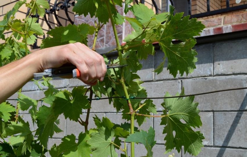 Размножение винограда зелёными черенками