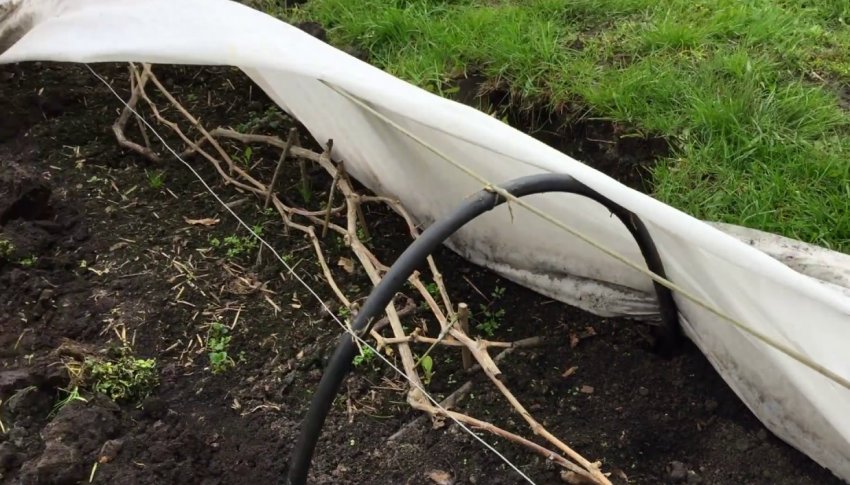 Снимання укриття з винограду Снимання укриття з винограду