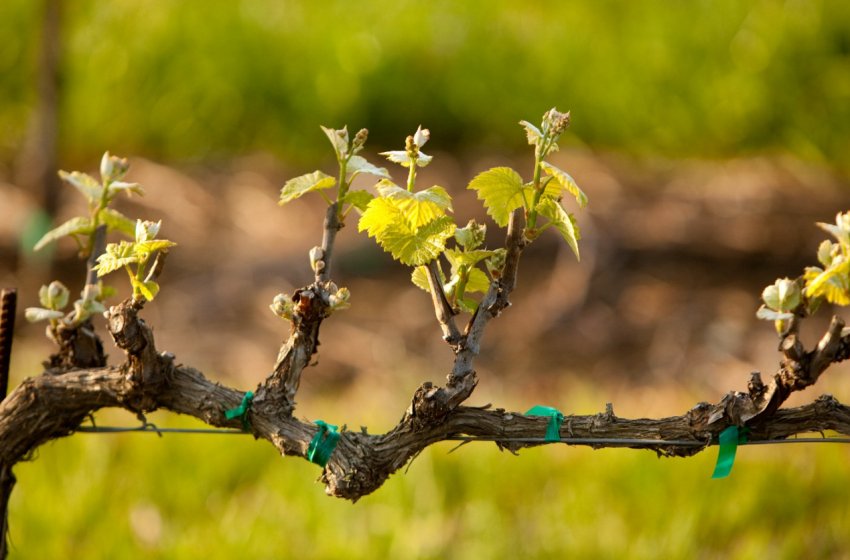 Виноград у квітні Виноград у квітні
