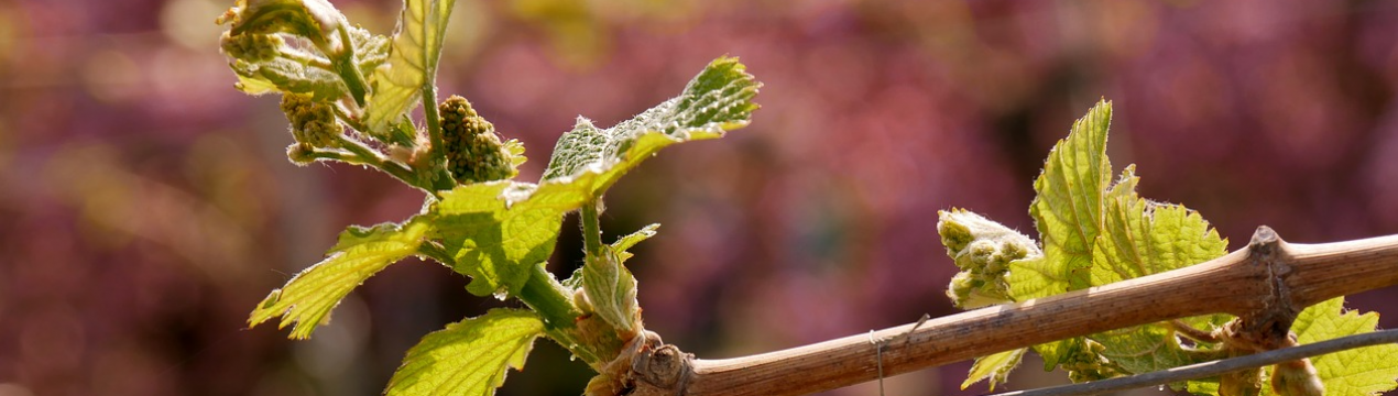 Особливості та правила догляду за виноградом у квітні