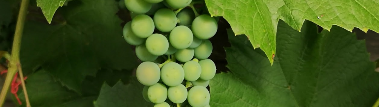 Як доглядати за виноградом літом в Ленінградській області