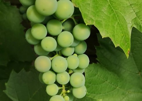 Как ухаживать за виноградом летом в Ленинградской области