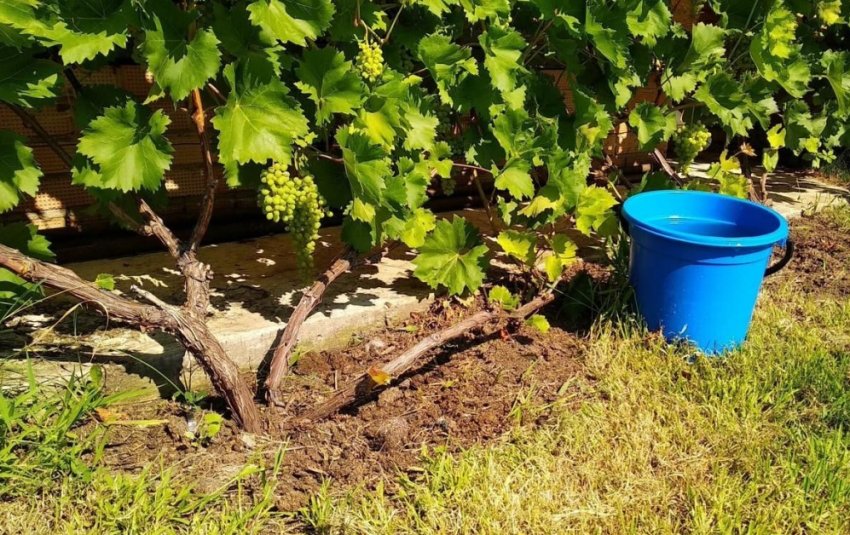 Полив та підживлення винограду Полив та підживлення винограду