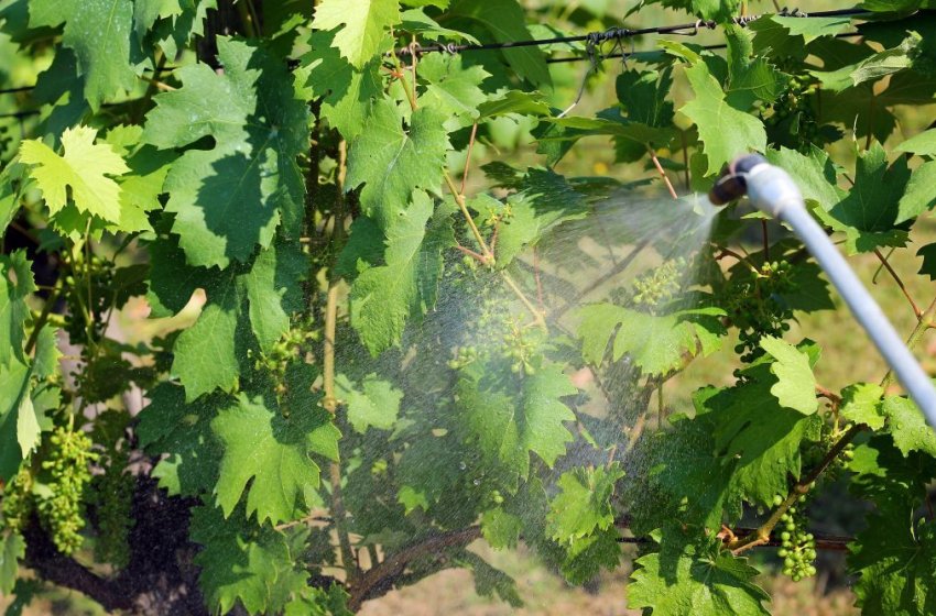 Обробка винограду Обробка винограду