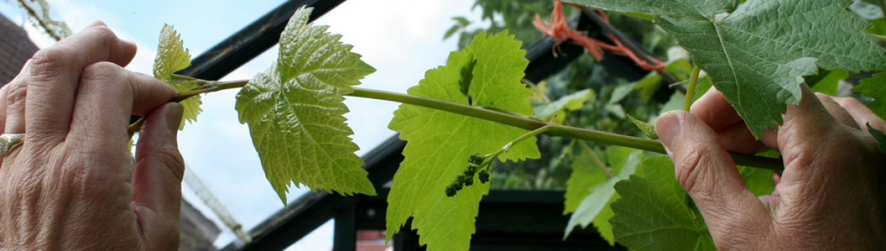 Обрізка винограду в червні в Підмосков'ї