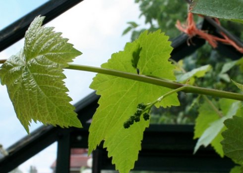 Обрезка винограда в июне в Подмосковье