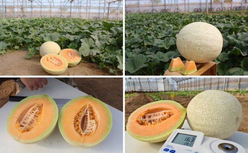 Новий сорт дині