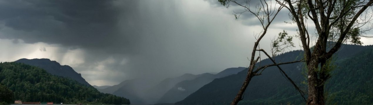 Посадки солодкого луку Севенни во Франції опустошені