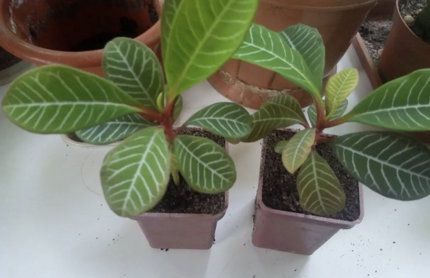 Молочай Молочай