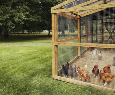 Як обладнати курник всередині для несучок