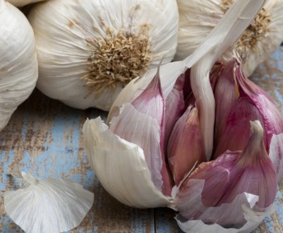 Семена есть, а урожая немає? 5 помилок при виборі посадкового матеріалу озимого часнику