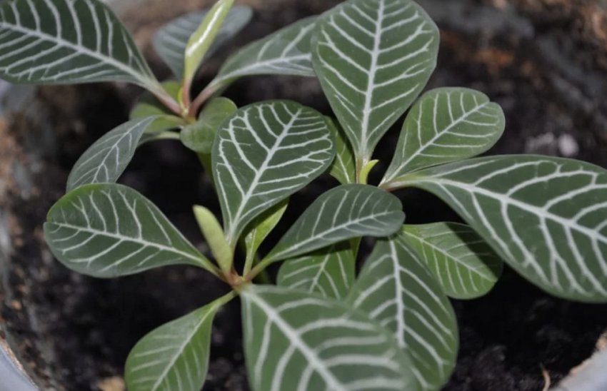 Молочай беложильчатый Молочай беложильчатый