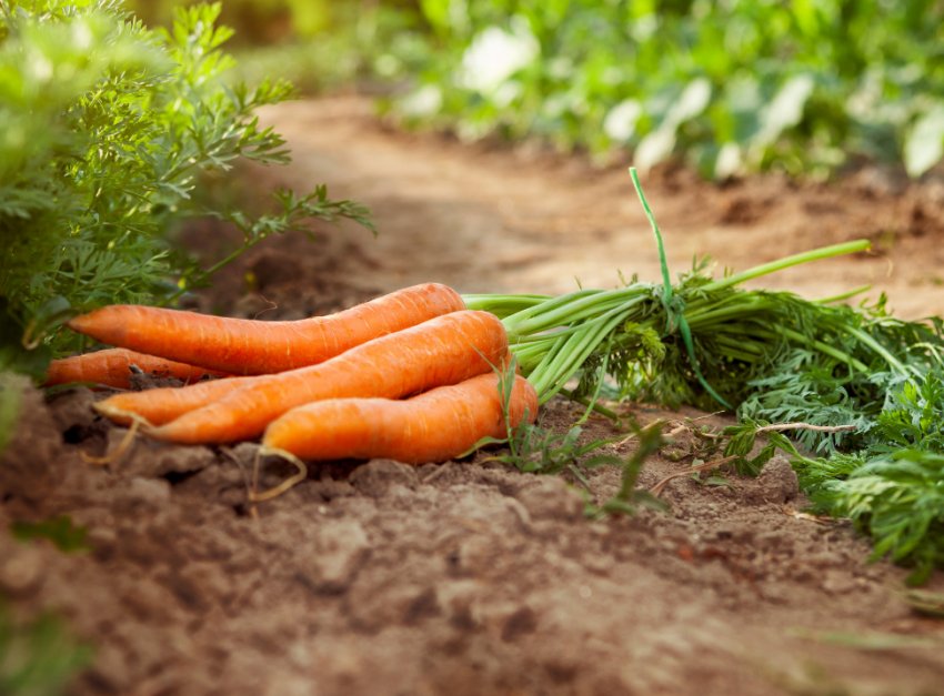 Врожай моркви