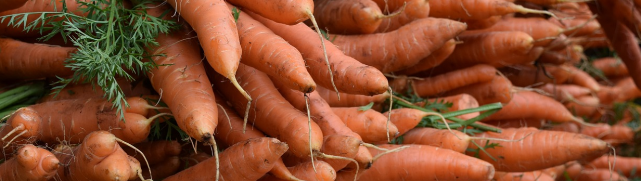 Зниження цін на бельгійську моркву стимулює експорт