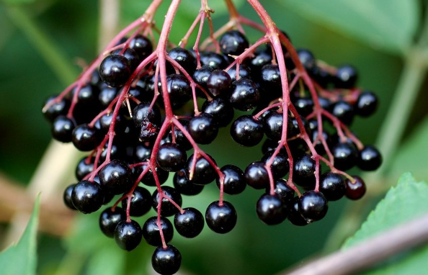 Попит на бузину Попит на бузину