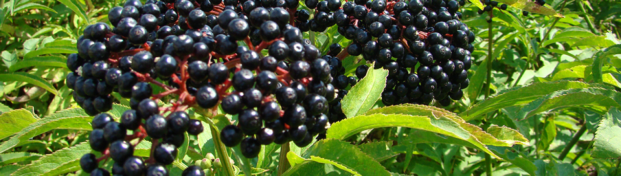 Хітова черешня