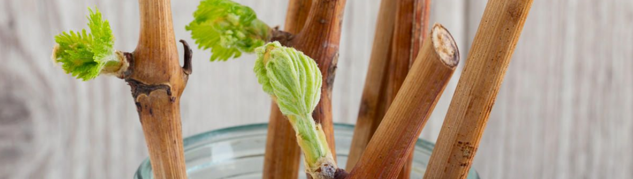 Зимова посадка винограду черенками