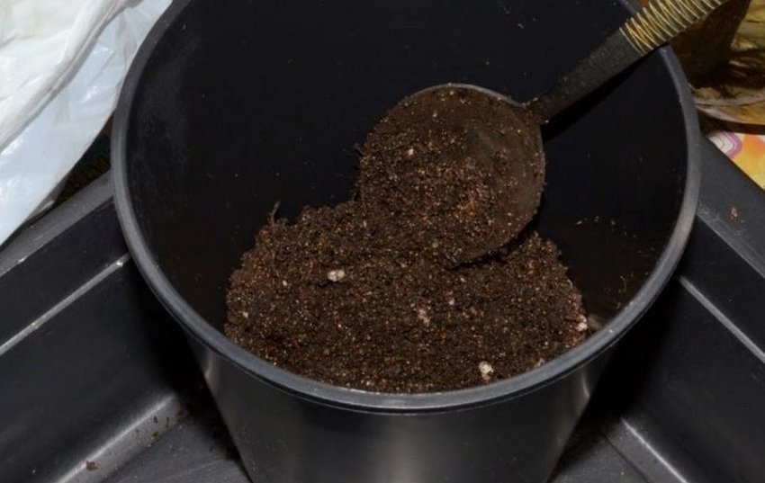 Підґрунтя для укорінення черенків