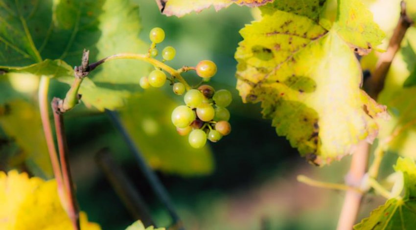Дефіцит поживних речовин на винограді