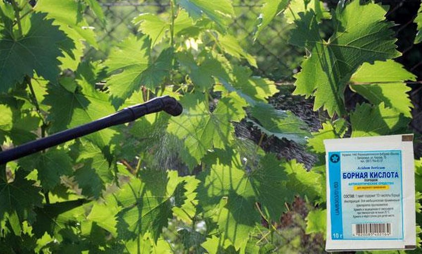 Оприскування винограду борною кислотою