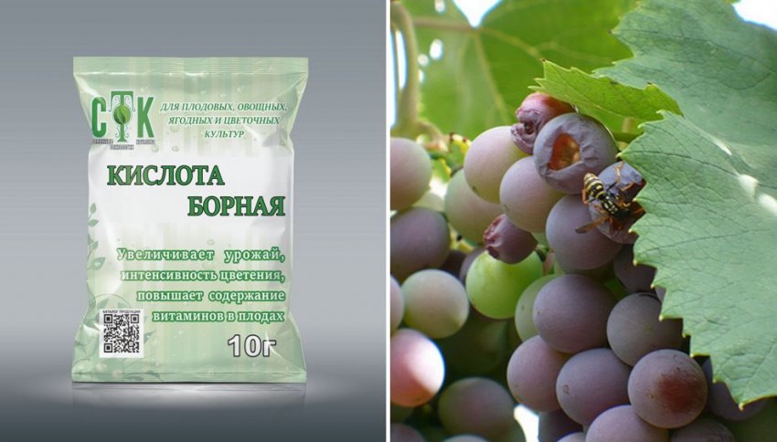 Борна кислота для винограду