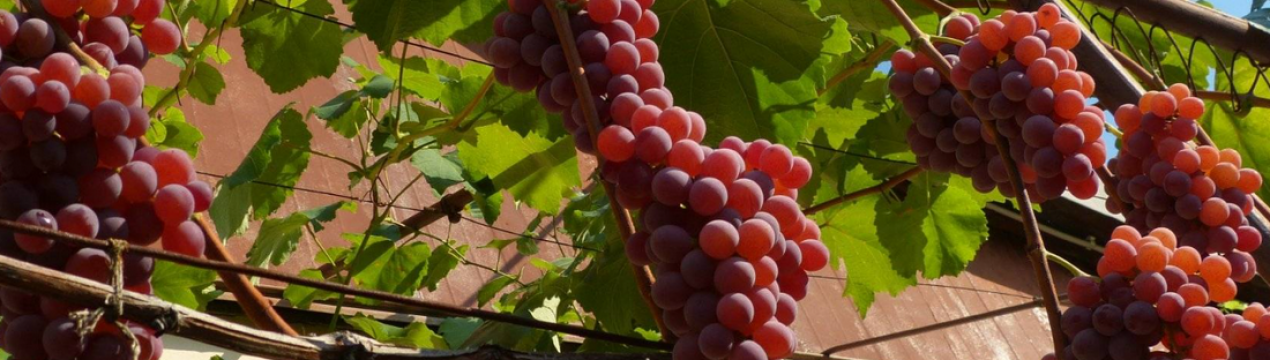 Підживлення винограду борною кислотою