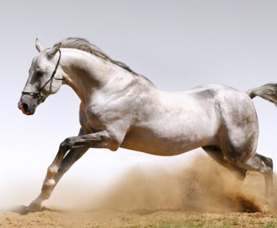 Який кінь найшвидший у світі