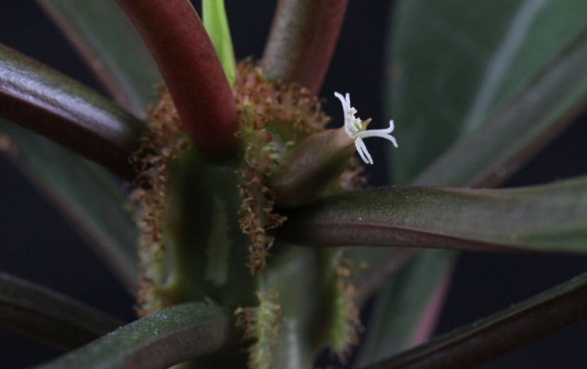 Цвітіння молочаю Цвітіння молочаю