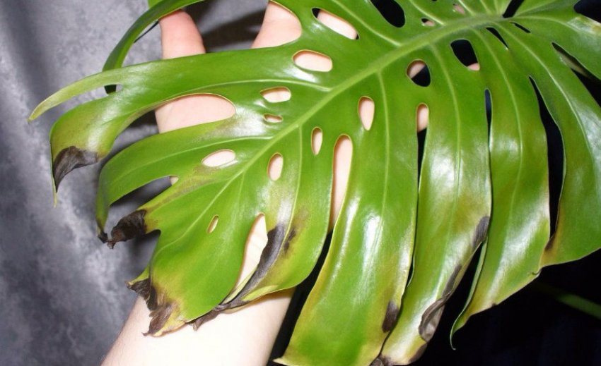 Жовтіють листя монстери