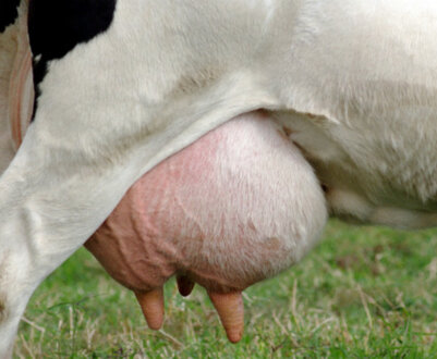 Хвороби вимені у корови