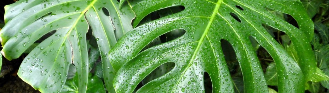 Чому у монстери жовтіє листя?