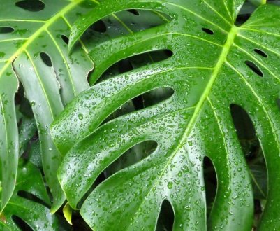 Чому у монстери жовтіє листя?