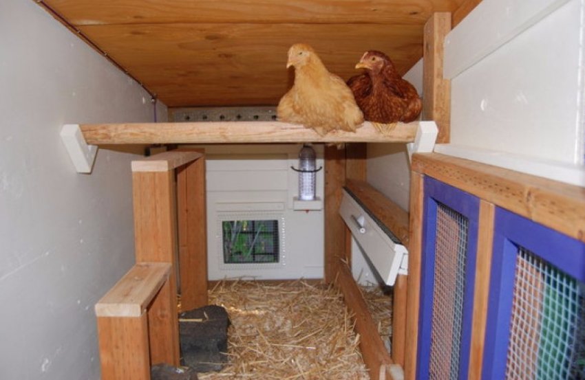 Сідала в курнику