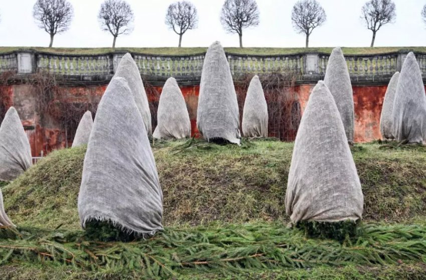 Укриття туй на зиму Укриття туй на зиму