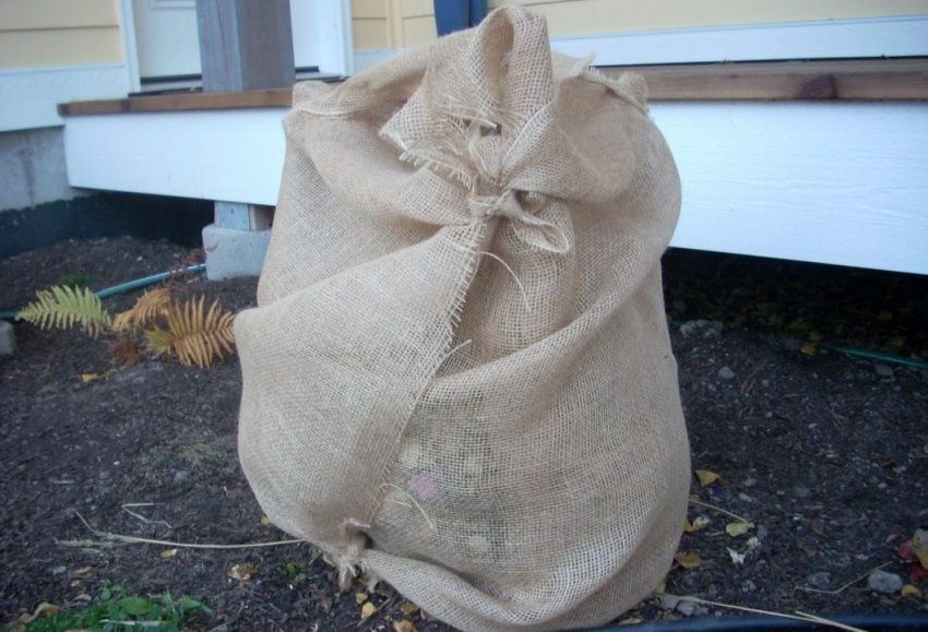 Укрытие гортензії на зиму Укрытие гортензії на зиму