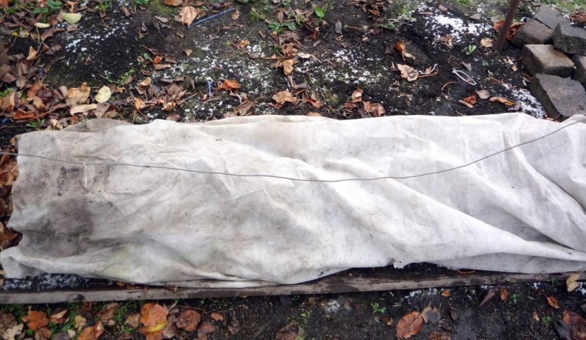 Укриття винограду на зиму Укриття винограду на зиму