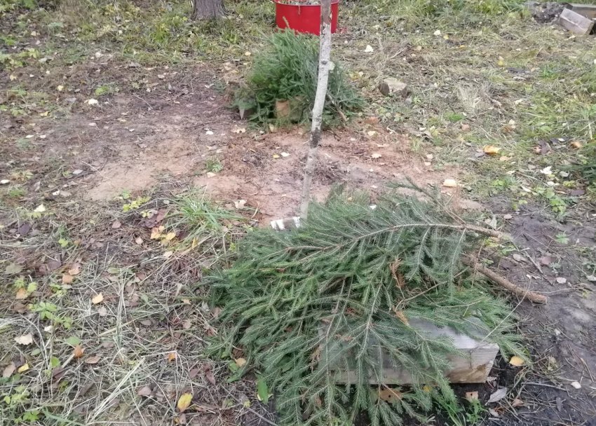 Укриття гіацинтів Укриття гіацинтів