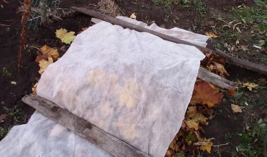 Укриття астр на зиму Укриття астр на зиму