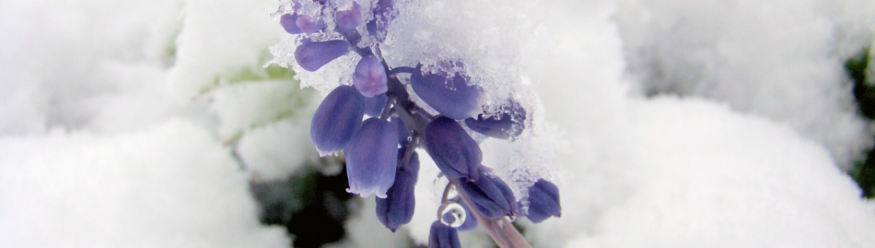 7 рослин, які краще не полінитися закрити перед зимою