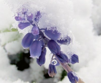 7 рослин, які краще не полінитися закрити перед зимою